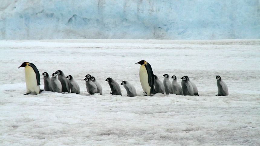 City council shoots down planned penguinarium in Salthill