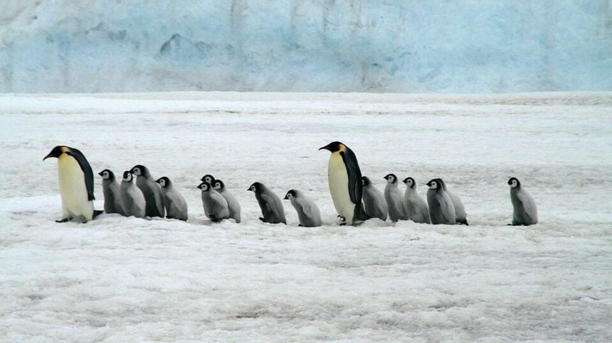 Second attempt to build penguinarium in Salthill fails