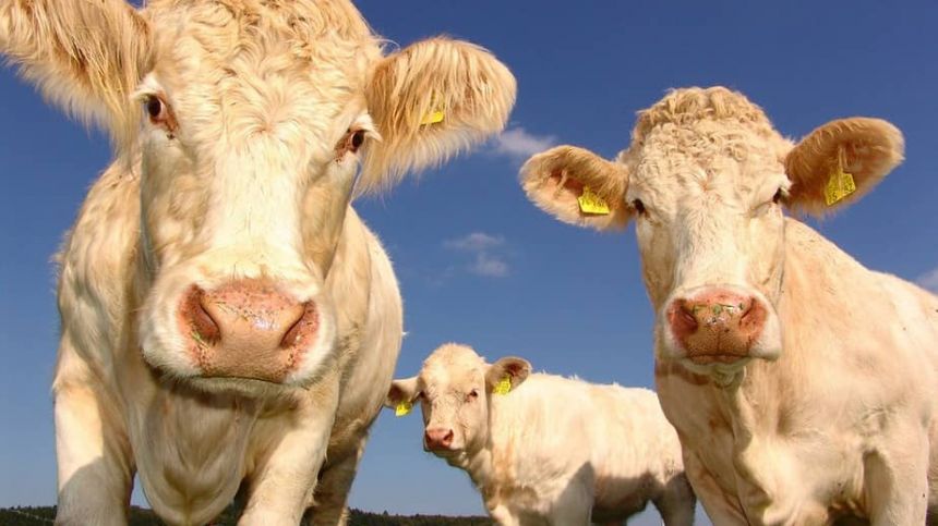 County Council calls for supports for suckler beef sector