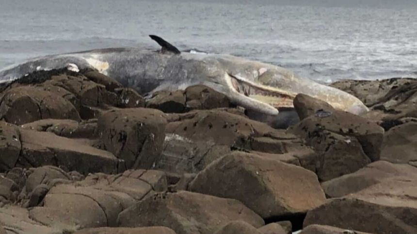 Dead whale disposed of at sea off Connemara coast