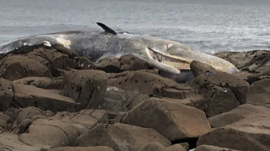 Sperm whale washed ashore in Connemara