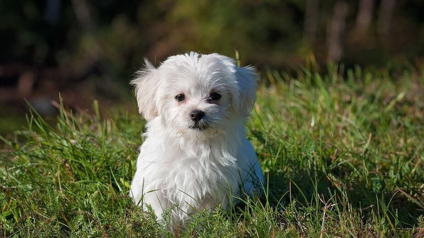 An Bord Pleanala approves proposal for Athenry dog park