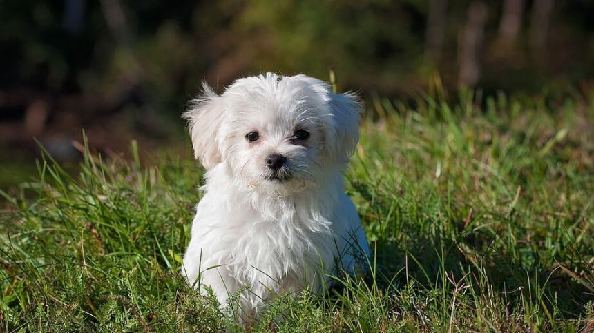 Increase in Galway households marked as targets for dog thefts