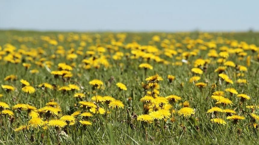 Influence of dandelion growth on city council's grass cutting causes row