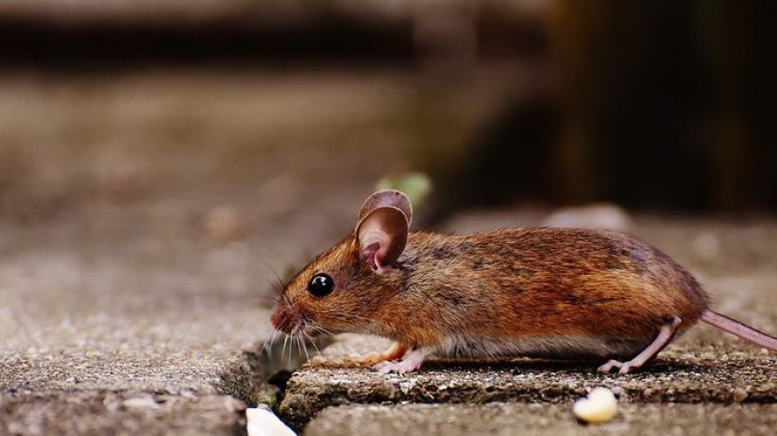 Galway records country's third highest rodent call-out rates this year