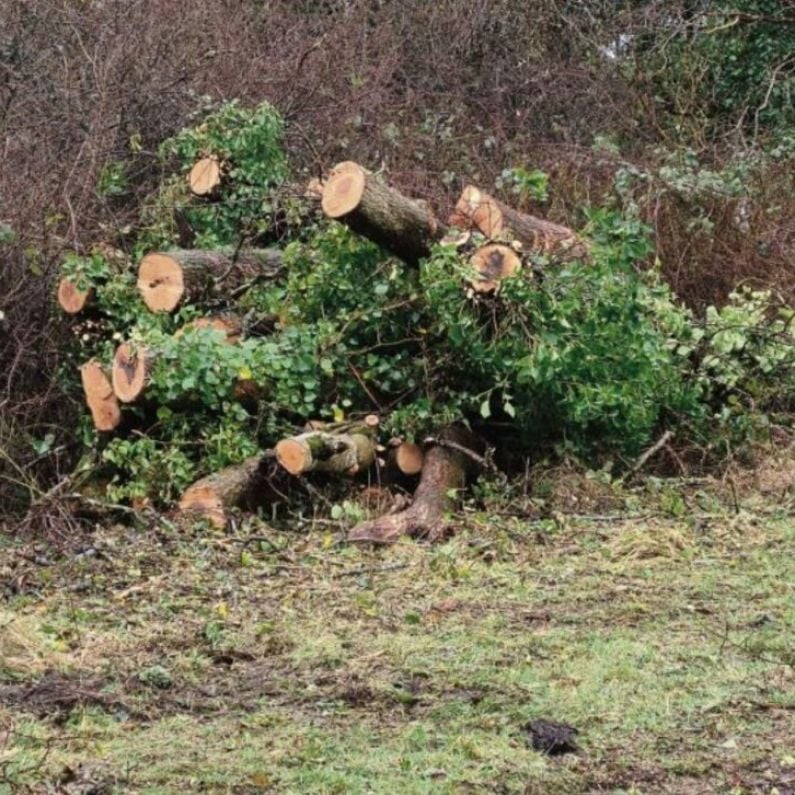 Call for full inquiry into cutting down of trees at Merlin Woods