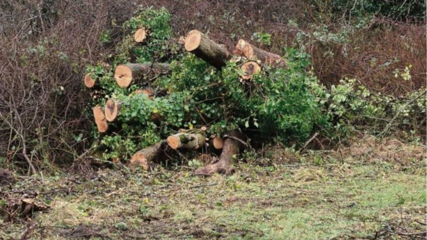 Call for full inquiry into cutting down of trees at Merlin Woods