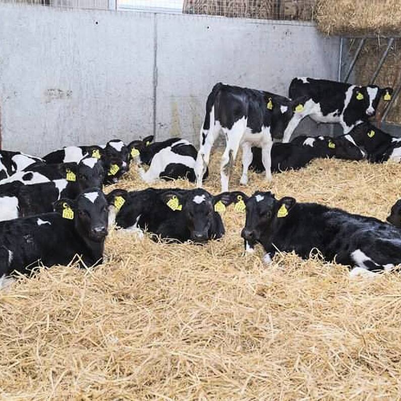 Teagasc to host 'Calf Care' event at Ballinasloe farm tomorrow