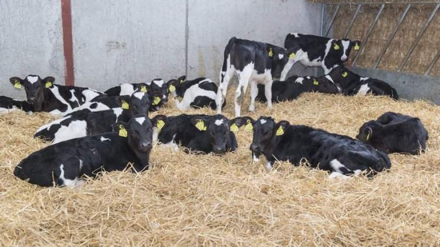 Teagasc to host 'Calf Care' event at Ballinasloe farm tomorrow