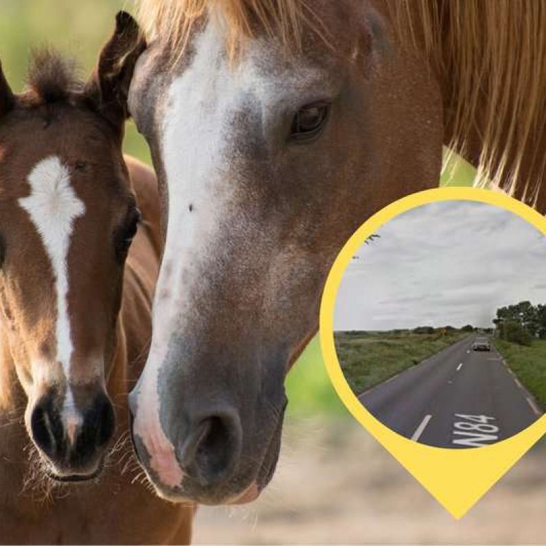 Operation sees ten wandering horses seized along N84 Headford Road