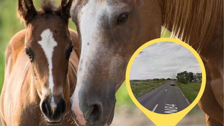 Operation sees ten wandering horses seized along N84 Headford Road