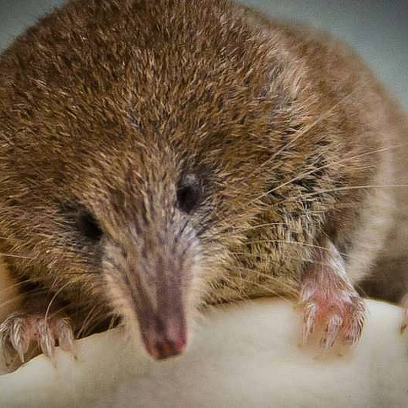 ATU-led study shows that Ireland's smallest mammal is under threat