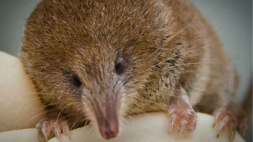 ATU-led study shows that Ireland's smallest mammal is under threat