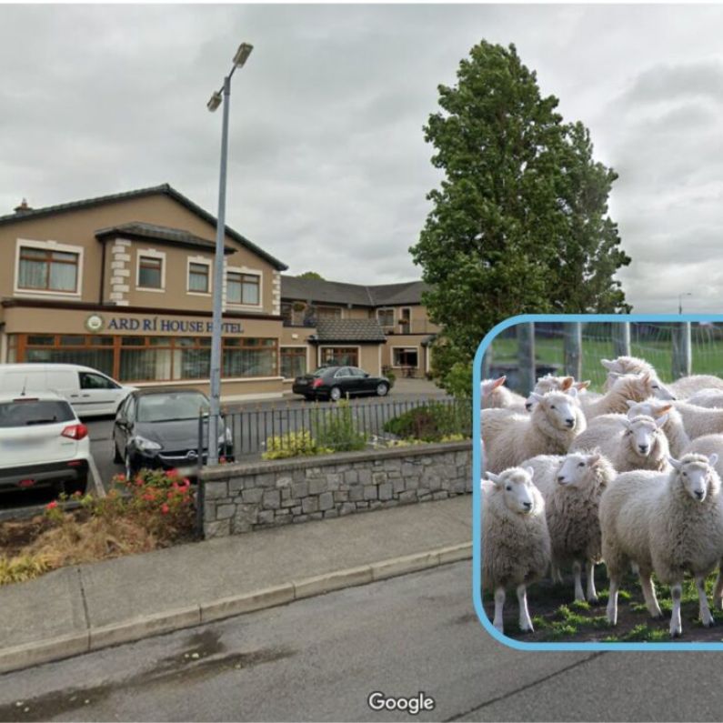 Concerns about new sheep scheme and prices to be heard at IFA meeting in Tuam