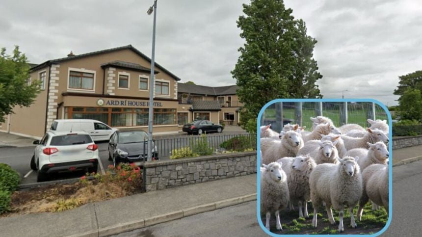 Concerns about new sheep scheme and prices to be heard at IFA meeting in Tuam