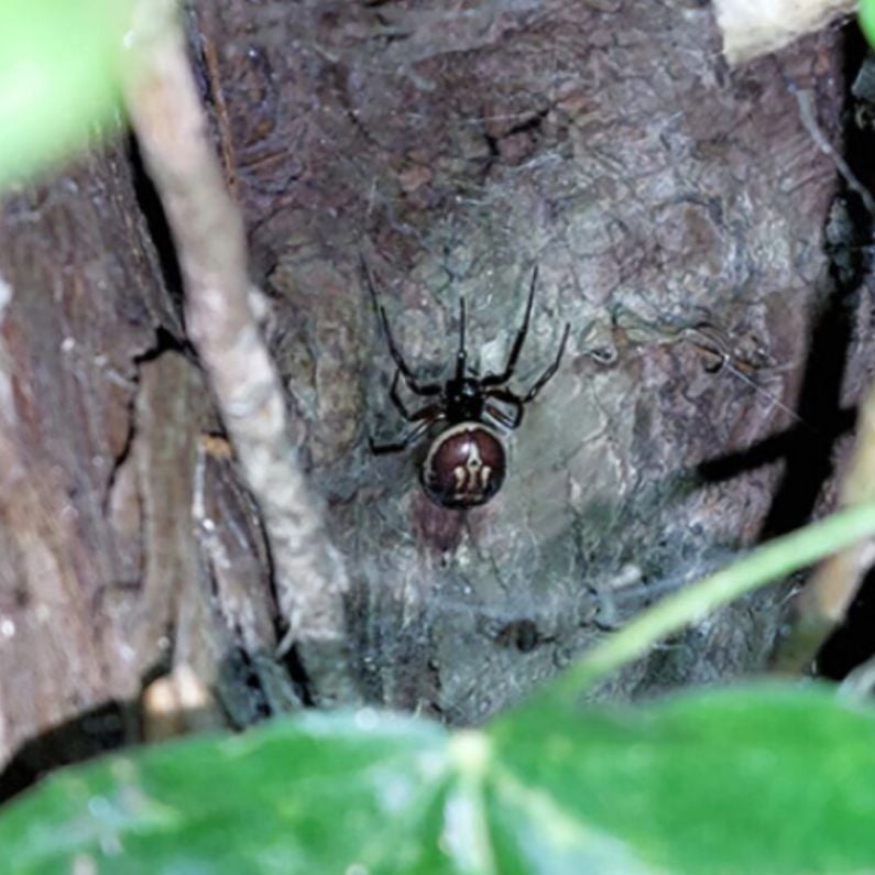 Galway researchers record first case of false widow preying on pygmy shrew