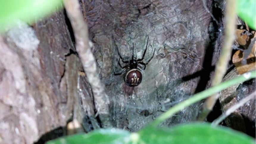 Galway researchers record first case of false widow preying on pygmy shrew