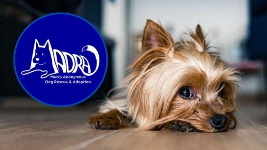 MADRA announce €30,000 spaying scheme