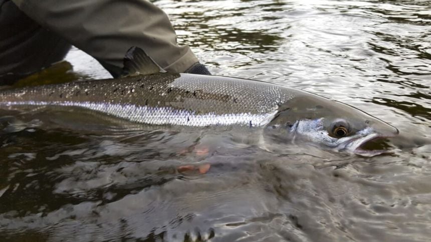 Mayo, Cork, Galway and Kerry have Ireland's best salmon rivers