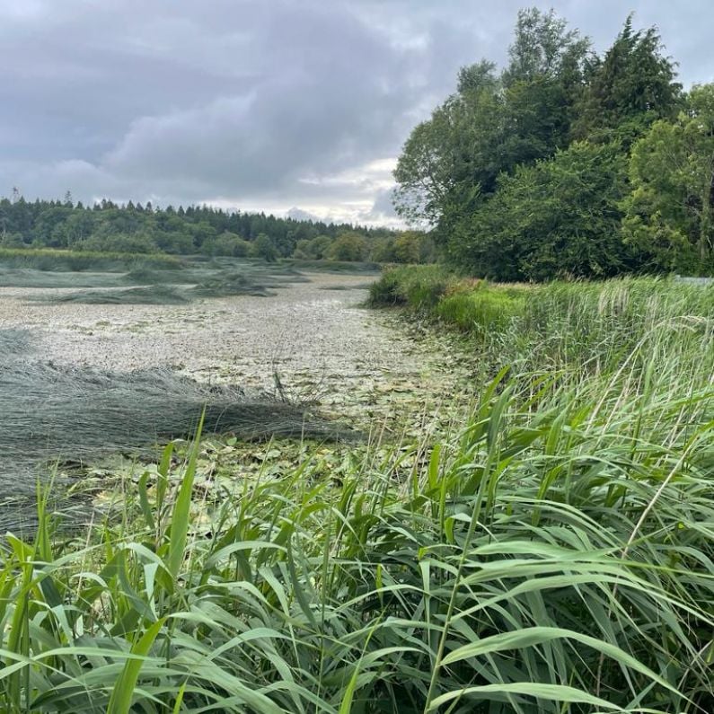 Concern as Mountbellew Lake dries up following gate failure