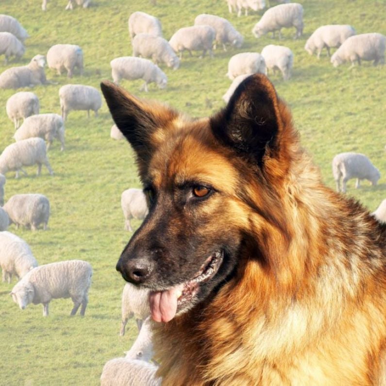 South Galway farmer estimates "horrific" dog attack on flock caused €5 thousand damage