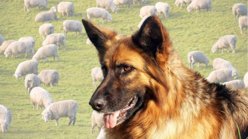 South Galway farmer estimates "horrific" dog attack on flock caused €5 thousand damage