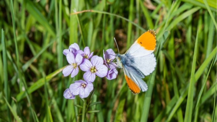 Minister Noonan announces over €180,000 in funding for biodiversity projects in Galway