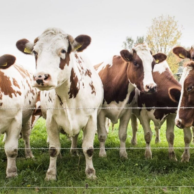 Galway farmers expected to trade 25,000 animals via leading trading platform in next 3 years