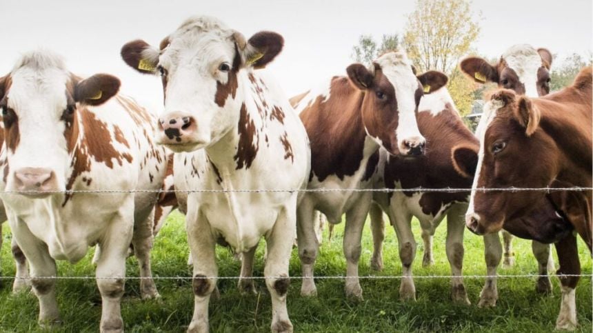 Galway farmers expected to trade 25,000 animals via leading trading platform in next 3 years