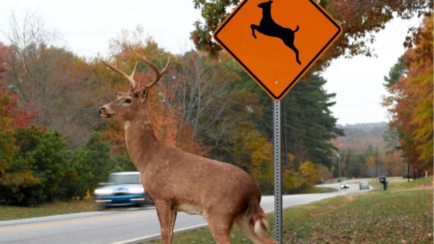 Councillor says urgent culling of deer needed in South Galway area