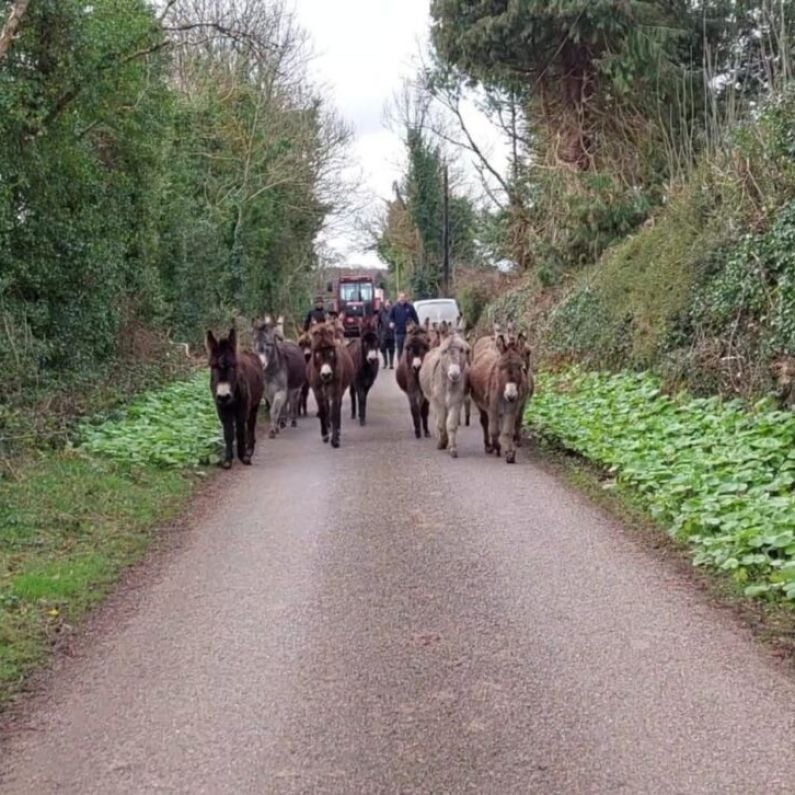 Donkey Sanctuary assists 19 donkeys in a single distressing case in Galway