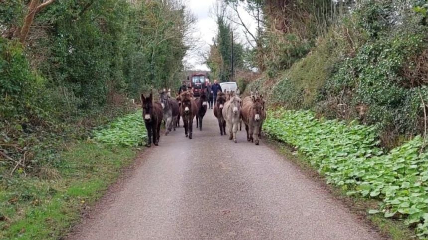 Donkey Sanctuary assists 19 donkeys in a single distressing case in Galway