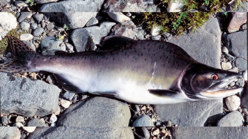 Galway public urged to report sightings of Pacific pink salmon in rivers