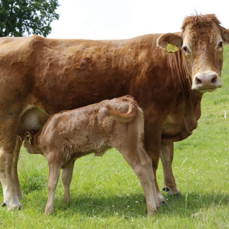 IFA to hold information meeting in Athenry for suckler cow farmers