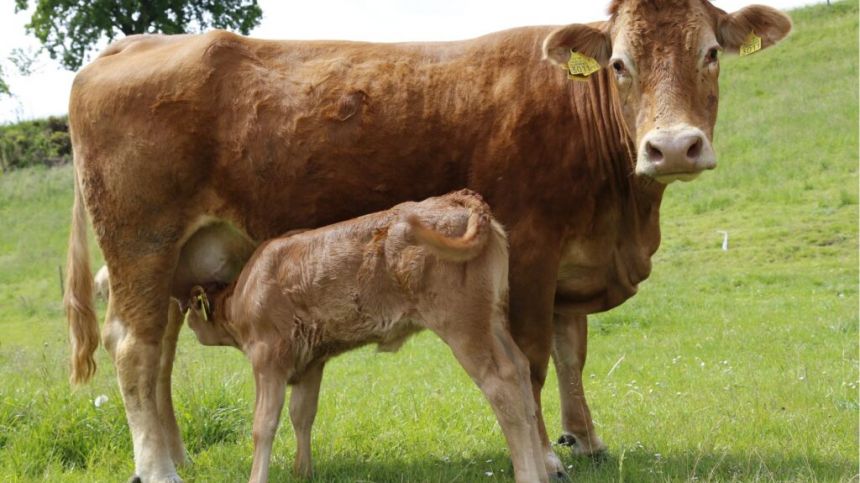 IFA to hold information meeting in Athenry for suckler cow farmers