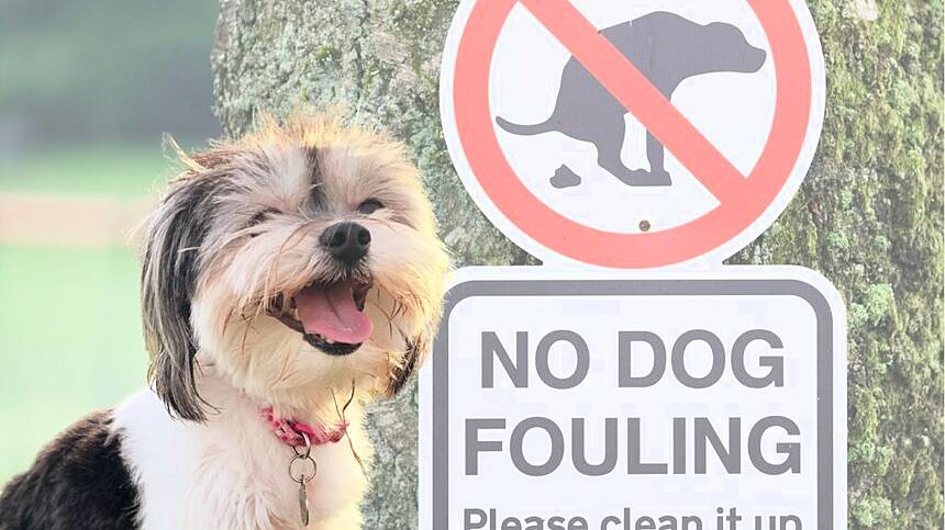 Just two fines for dog fouling across Galway in 2024