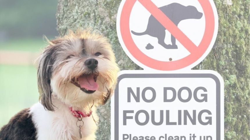 Volunteers sought for anti dog-fouling campaign in city