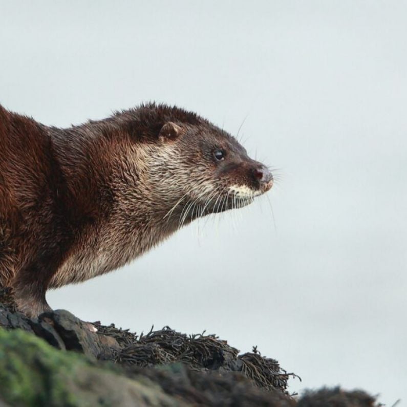 Galway public urged to report Otter spottings