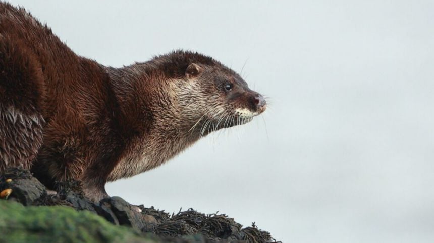 Galway public urged to report Otter spottings