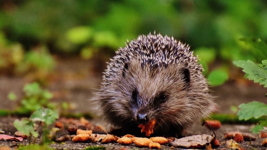 New project looks to identify hedgehog hot-spots across city