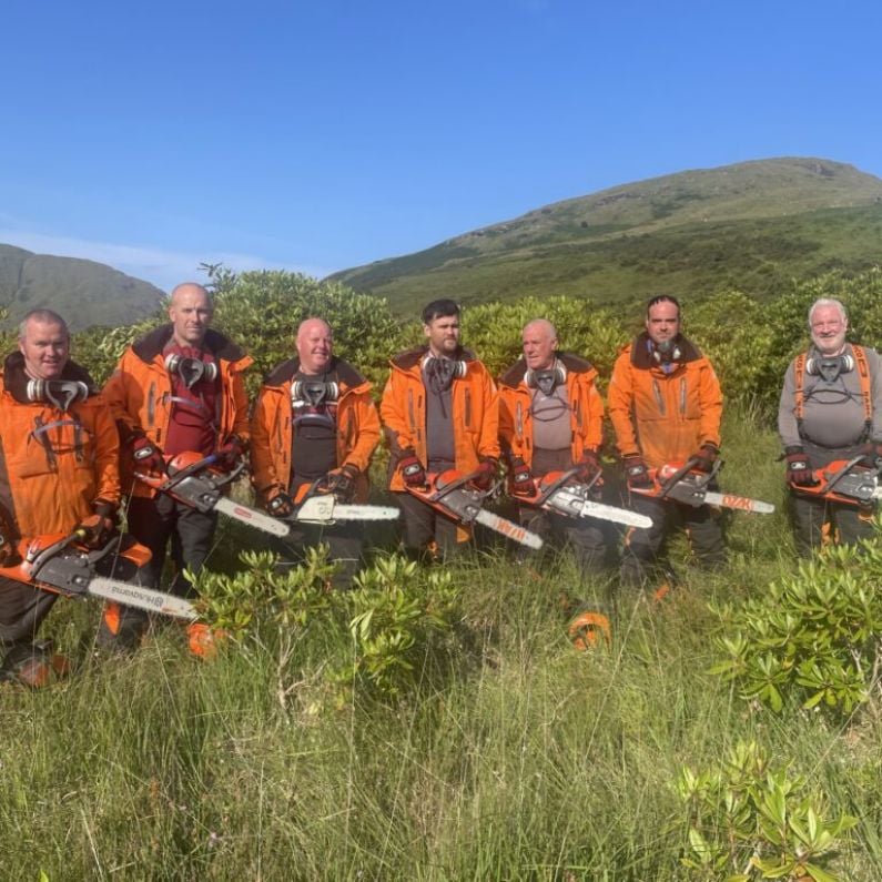 New drive to tackle invasive rhododendron in areas of Connemara and West Mayo