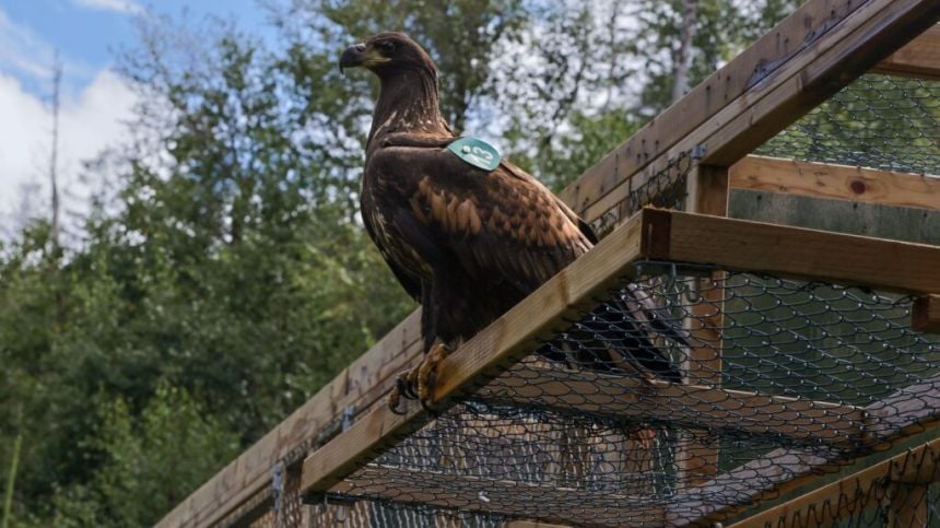 White-tailed eagle chicks released into the west of Ireland