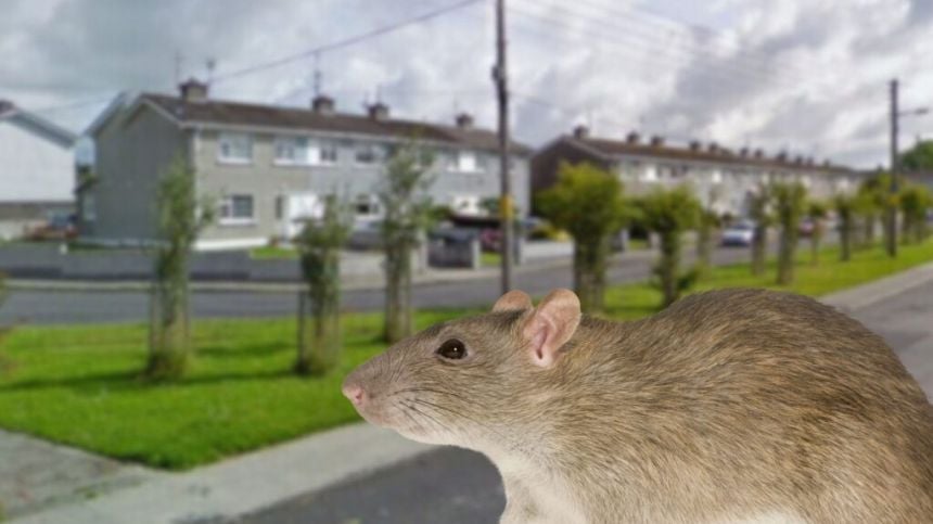 Claims Fahy Gardens in Loughrea "infested" with rats