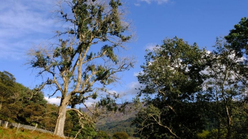 Galway county council may appoint local consultant to assess roadside trees with ash dieback