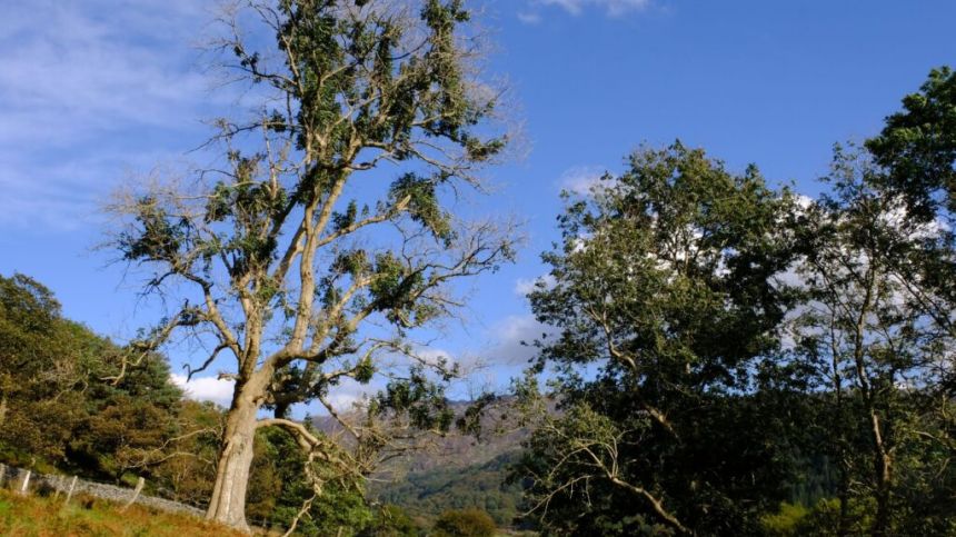 Local councillor concerned expected Ash Dieback funding won't include roadside ash