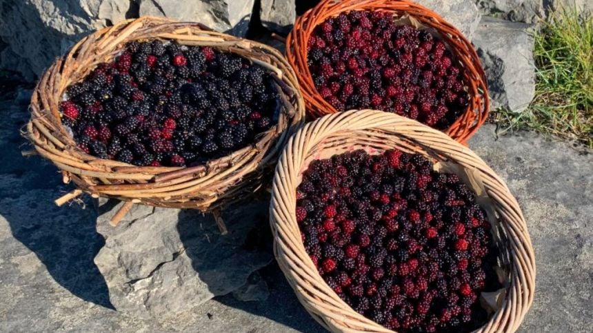 Blackberry Festival returns to the Aran Islands this weekend