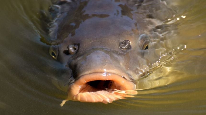 Eamon Ryan shoots down suggestion of promoting carp-fishing on Lough Corrib