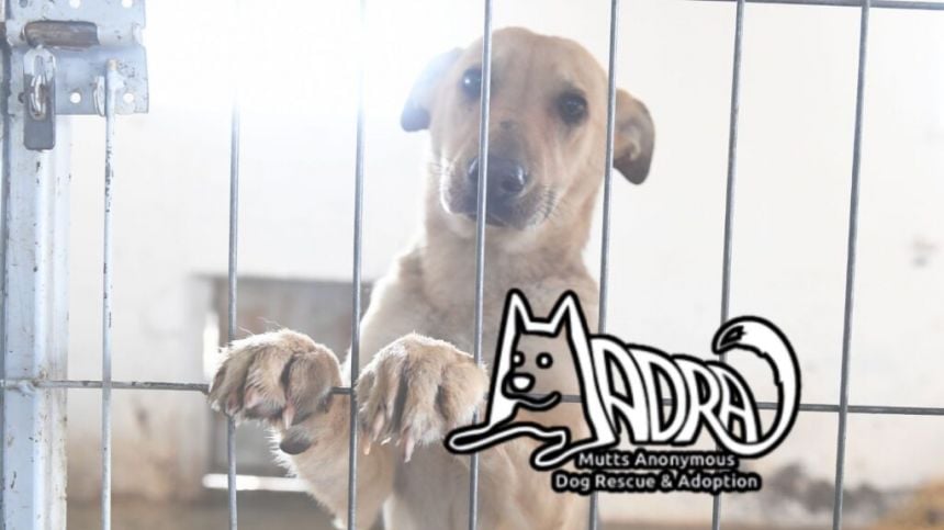 Director of Galway's MADRA Dog Rescue says combined effort needed to prevent animal abandonment