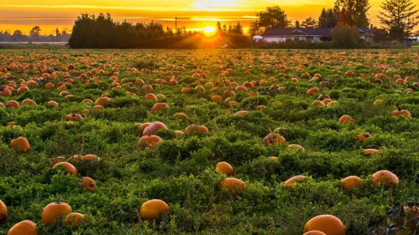 Galway Pumpkin Patch in Ardrahan named in Ireland’s top 10