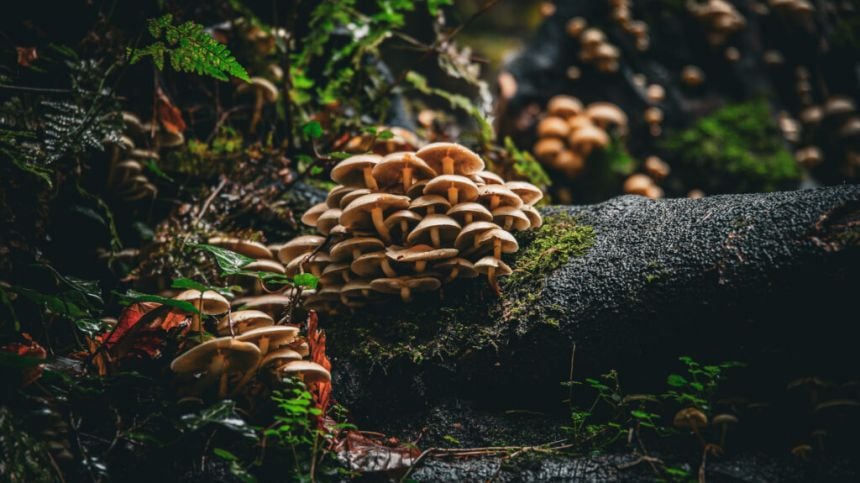 Salthill-based man wins Teagasc forest photo competition